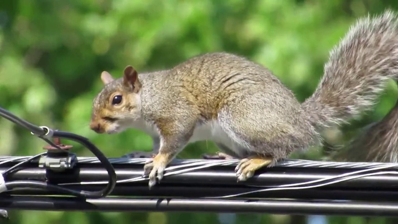 American Squirrel HD Mini Documentary
