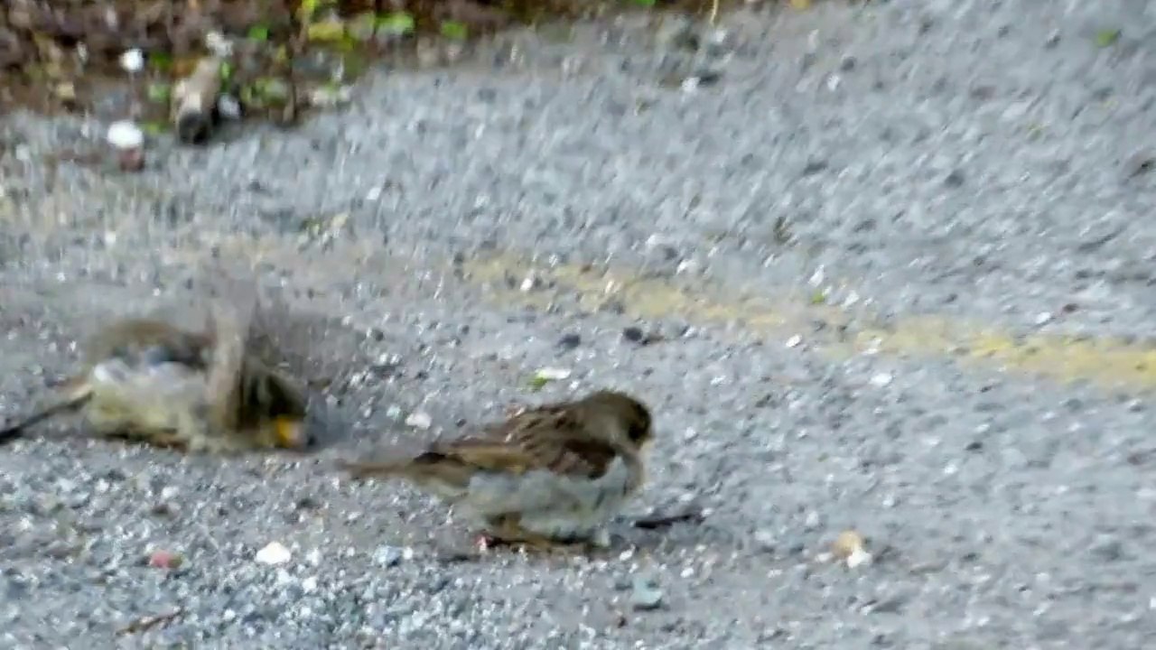 One Dollar Sparrow Spa