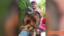 Giant alligator snapping Turtle fished from Lake