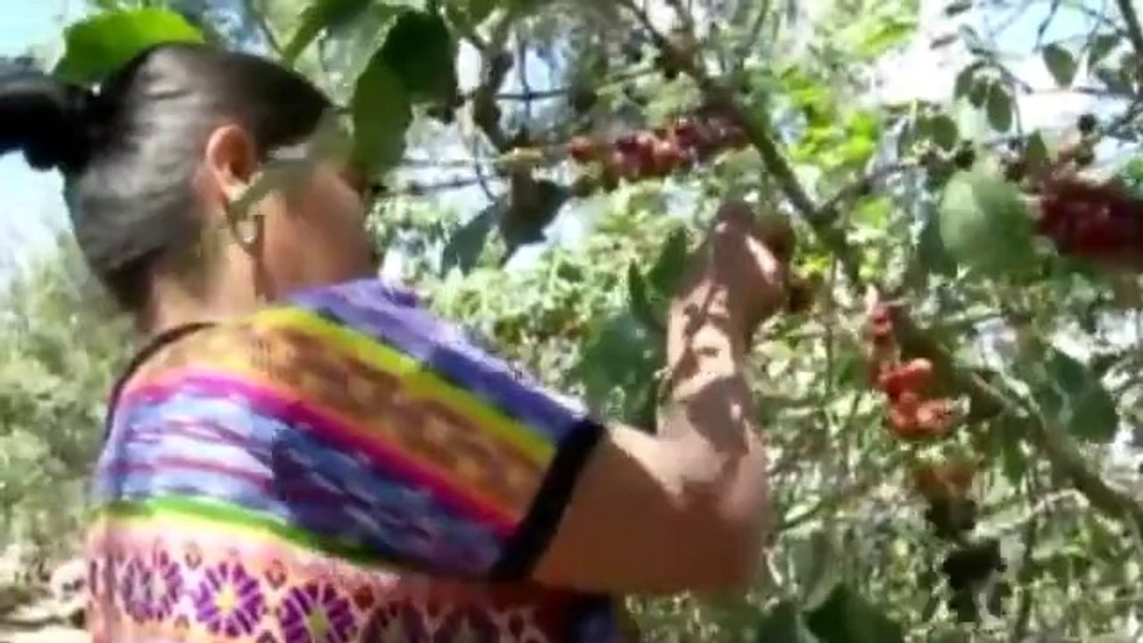 USAID, Texas amp; partner to fight coffee rust