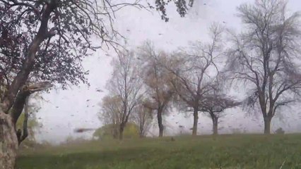 Lake flies invade Wisconsin's Lake Winnebago
