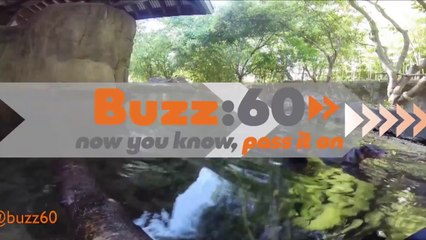 Otter pup defies overwhelming Odds to survive