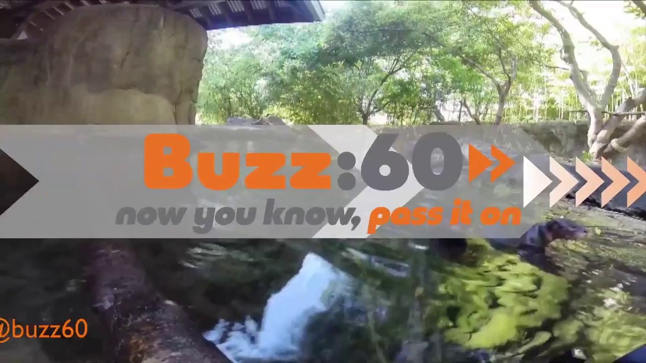 Otter pup defies overwhelming Odds to survive