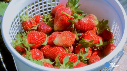 Berry picking season is here!