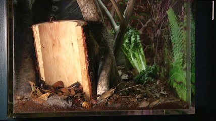 Exotic bugs get new home at Houston Zoo