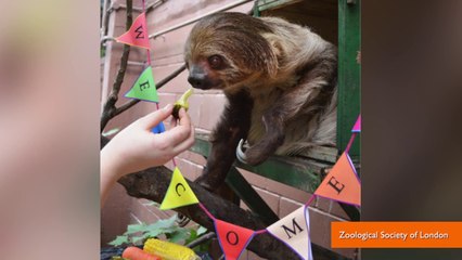 下载视频: First ever baby sloth Born at London zoo is adorable