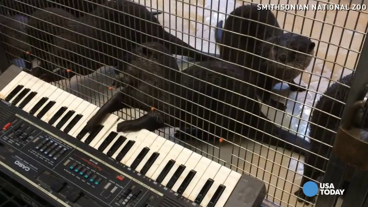 Watch these zoo otters tickle the ivories