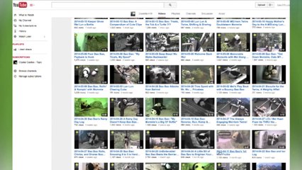 Woman tracking pandas' cutest moments for the internet