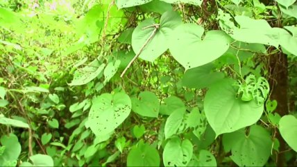 Beetle-rearing lab combats invasive vine in Fla.