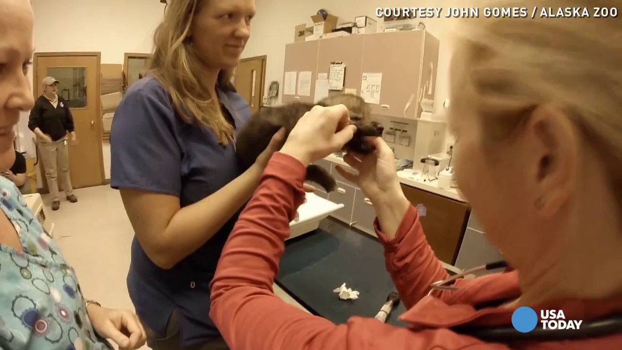 These adorable orphan wolf pups were rescued by firemen