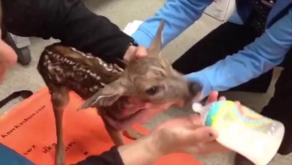 Cute Fawn found orphaned and injured