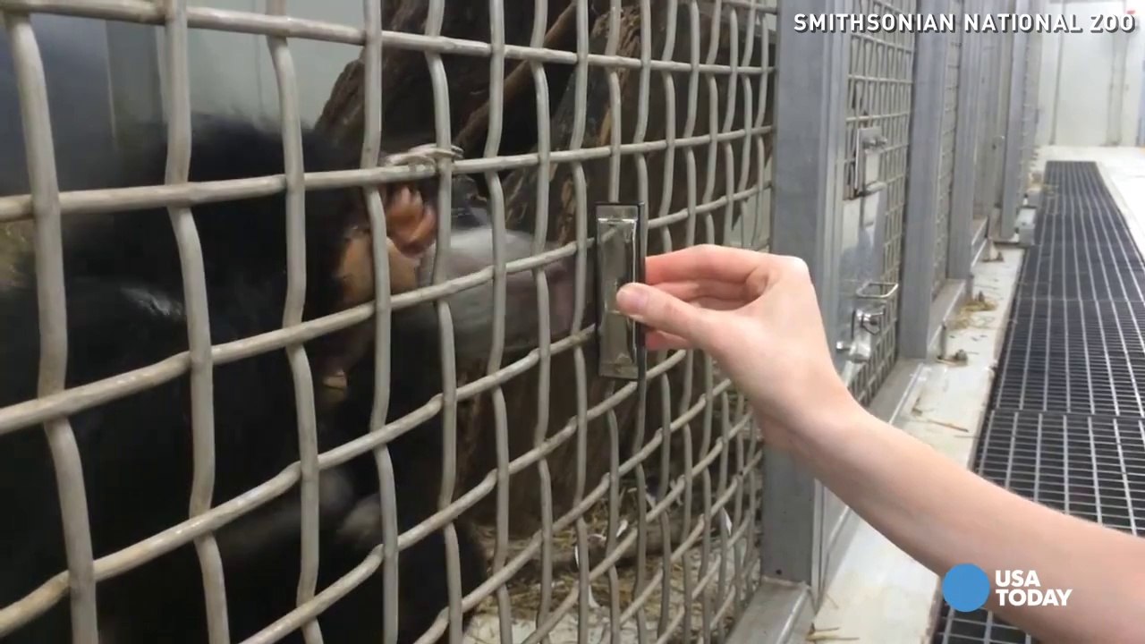 Bear cub gets bluesy on harmonica