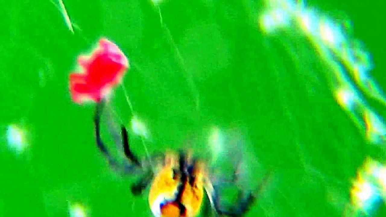 Monster Bug Wars- Spider vs Red Mite-Amazing Nature