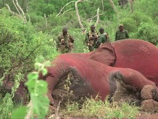 Wildlife regulator: Africa surpasses Asia in ivory seizures