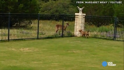 Watch a dog and a deer become best friends
