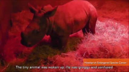 Baby rhino insists on being snuggled to sleep