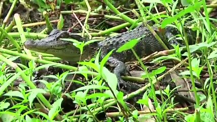 La. tour operators ordered to stop feeding gator