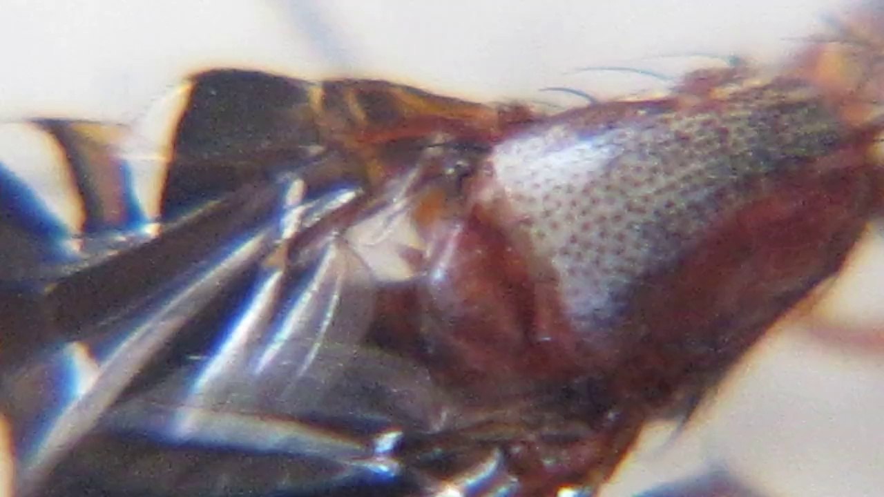 Amazing Unseen Bug HD