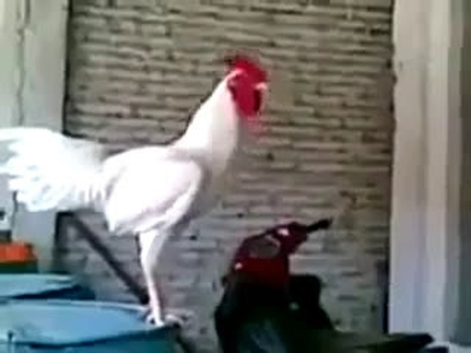 Elger..mp4