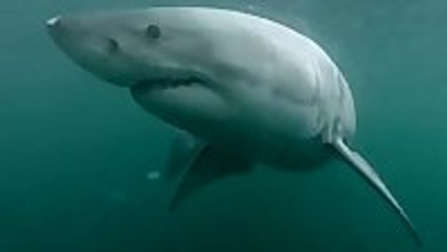 Man Fights Off Great White Shark In Sydney Harbour