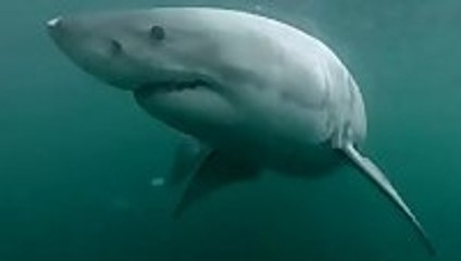 Man Fights Off Great White Shark In Sydney Harbour