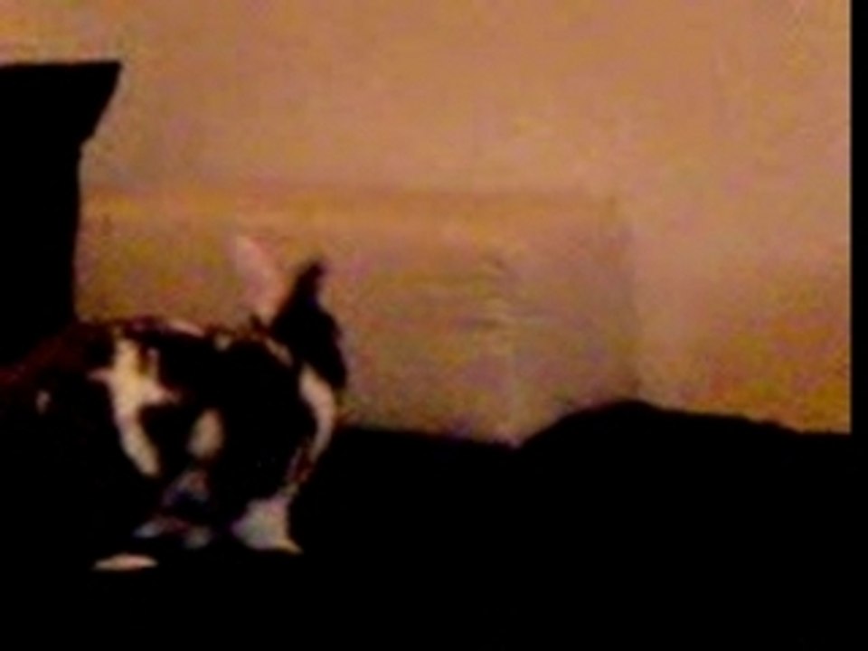 Pignouf sur le lit.
