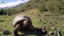 Dev Galapagos Kaplumbağası