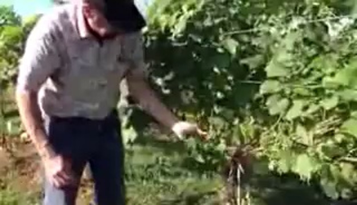 Summer Crop Thinning