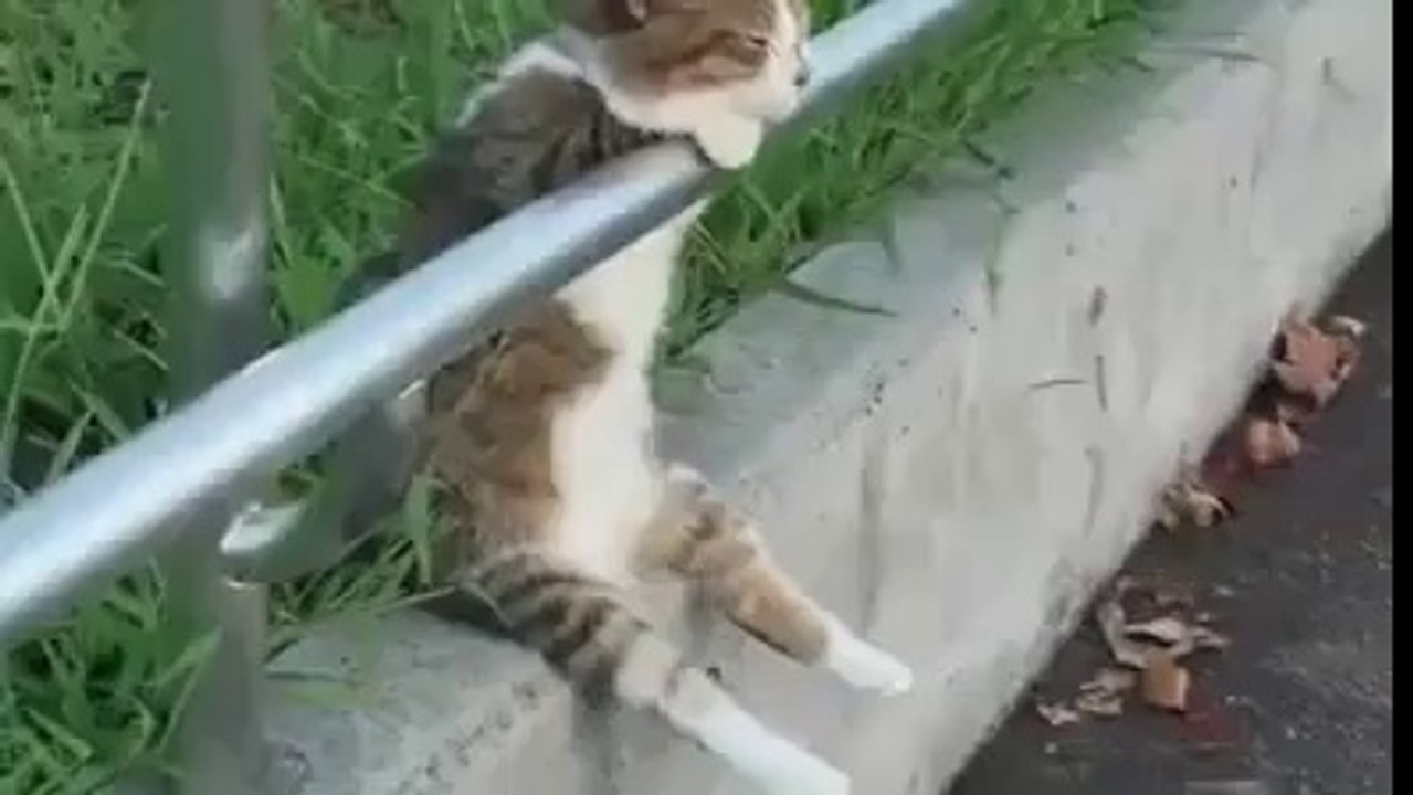 Şu kedinin tatlılığına bir bakın hele :)