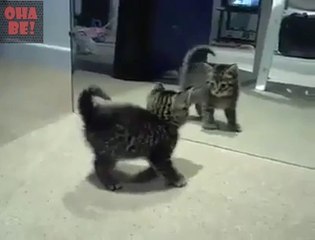 Ayna Gören Kedi... OhaBe.Tv