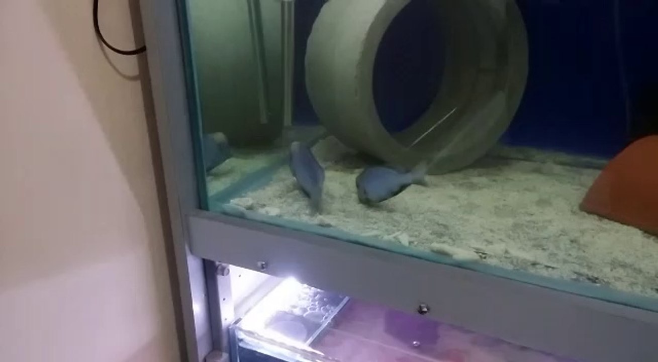 yunus çiftleşme anı