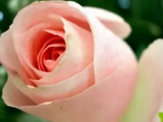 Barış Manço - Gül Pembe