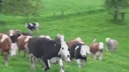 İlk defa Güneş ve doğayla karşılaşan inekler