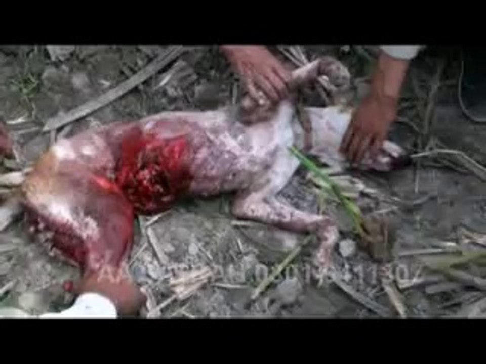 Hunting of Altaaf Bhhii at Indian Border - Satrah Sandhuan