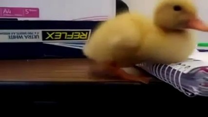 Uykucu Ördek Başını Dik Tutamıyor