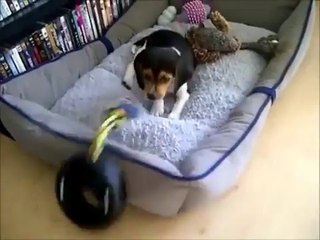 Yavru Köpek Olmanın Zorlukları - Puppy Problems