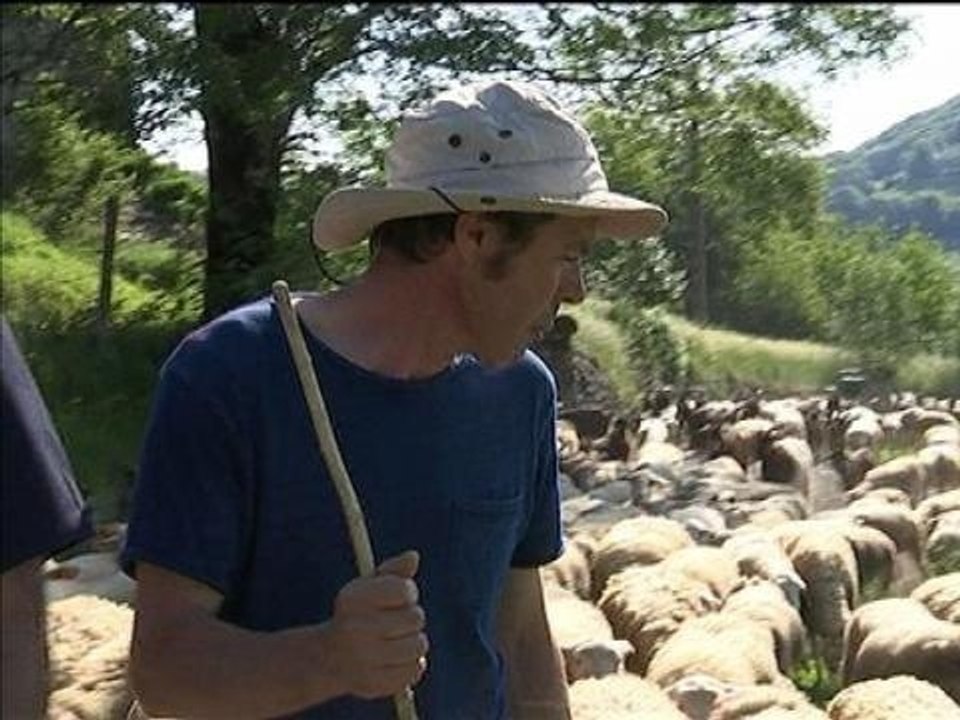 Des sols arides à l'herbe fraîche : grande transhumance dans le Cantal - 14/06