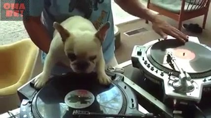 Dj Köpek Karşınızda... OhaBe.Tv