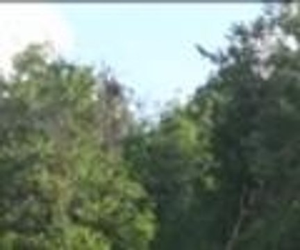 Köylülerin kutsal saydığı orman