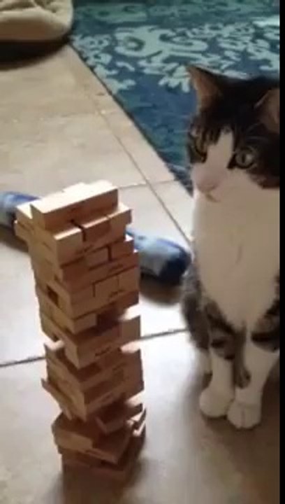 un Chat Doué Joue au JENGA ! a voir
