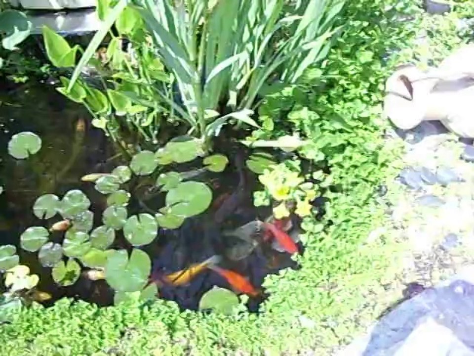 mon bassin