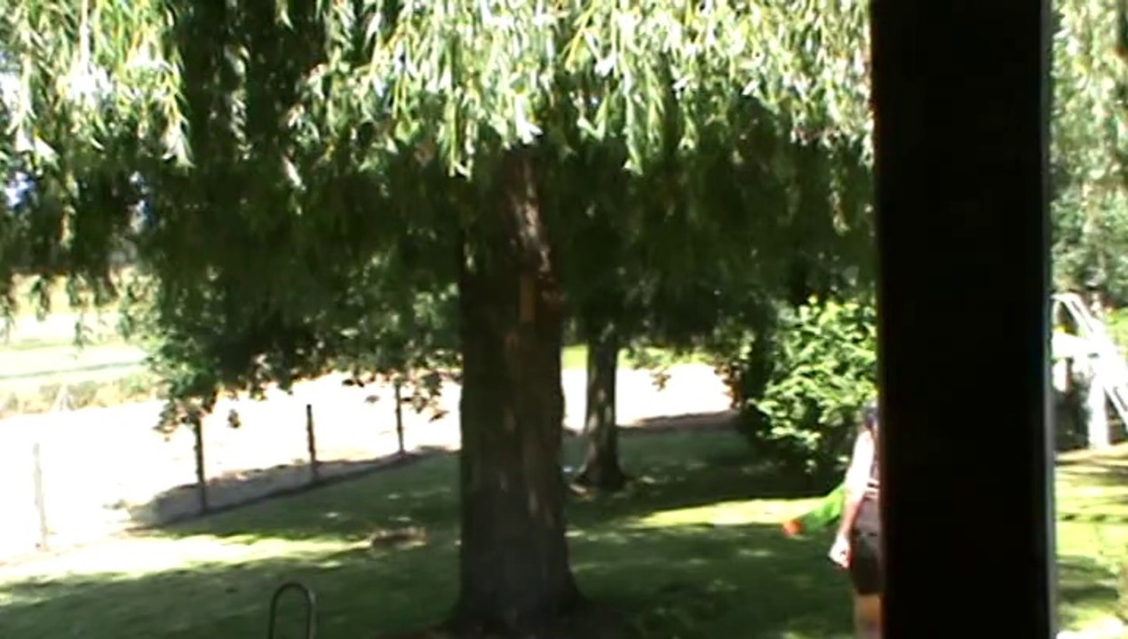 envol des bébés mesanges....