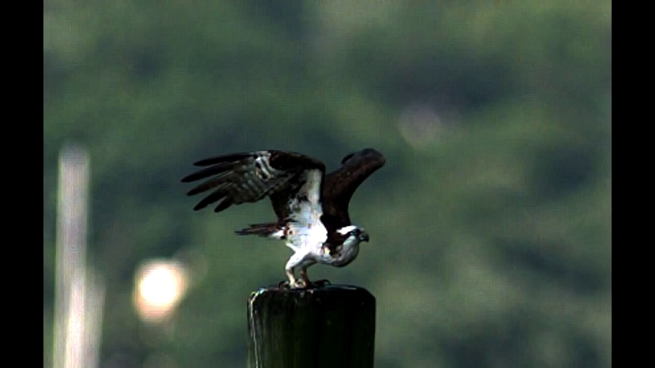 Slow motion Osprey V Gull Pure aggression