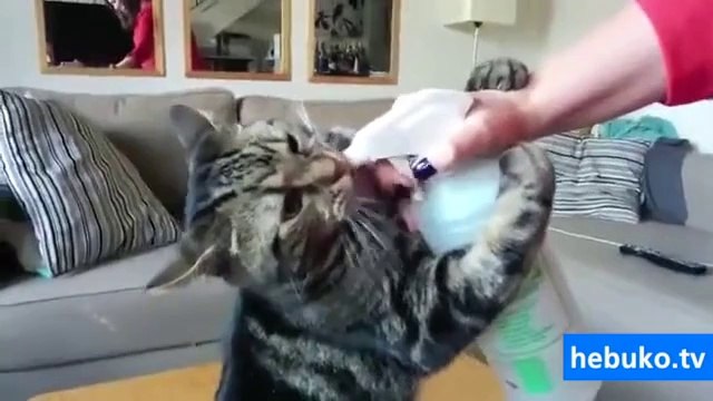 spreyle su içen bir acayip kedi :) :) :)