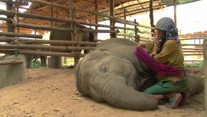 Vea como una canción de cuna hace roncar a este elefante