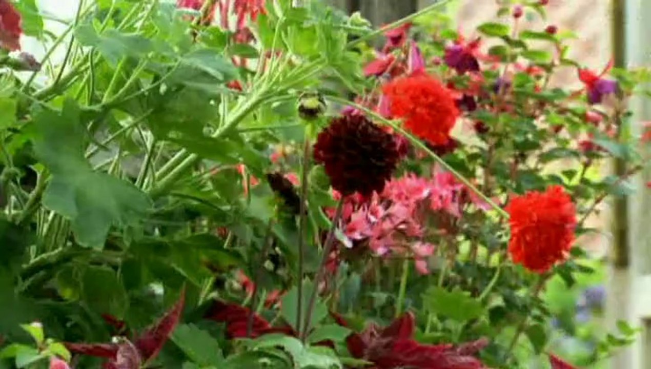 The A To Z Of TV Gardening - V