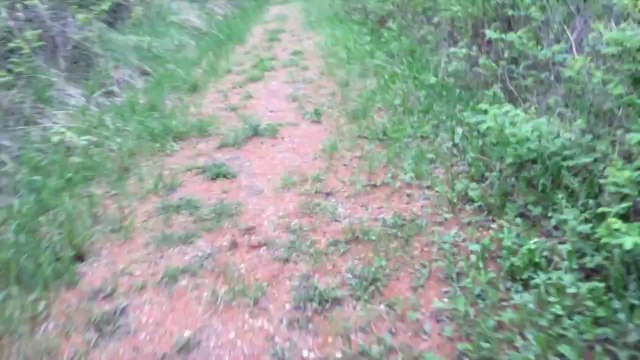 Two Runners Encounter Black Bear While Hiking In Canada