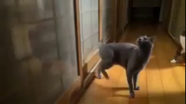 Cat Performs ‘Machine Gun’ Kick Door Knock To Wake Up Human