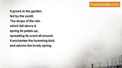 Lindemberg Pereira da Silva - A Flower