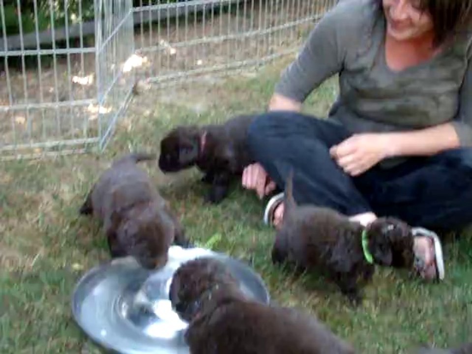 chiots terre neuve marron bronze de l'élevage de VALOYAN